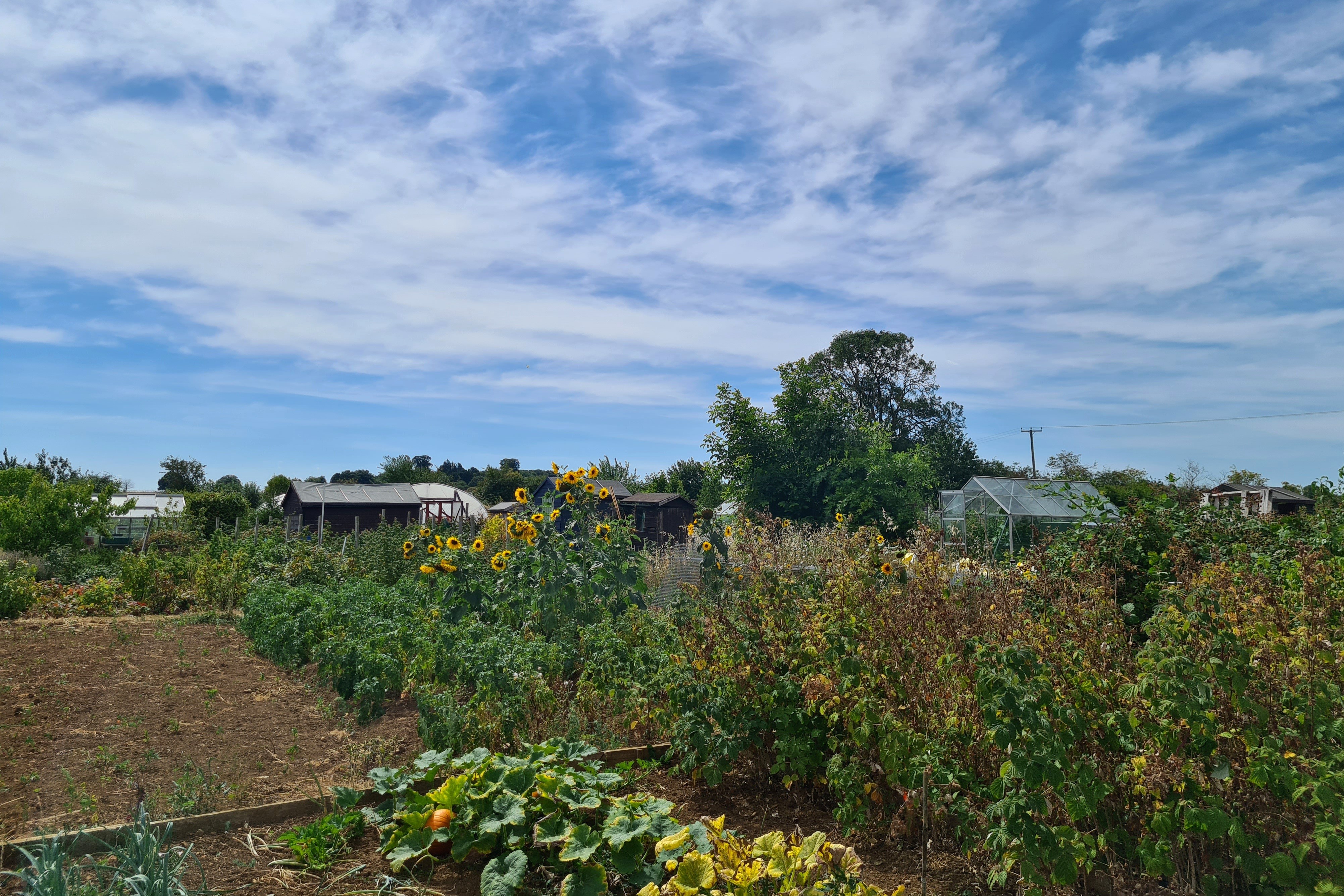 Photo of the allotments
